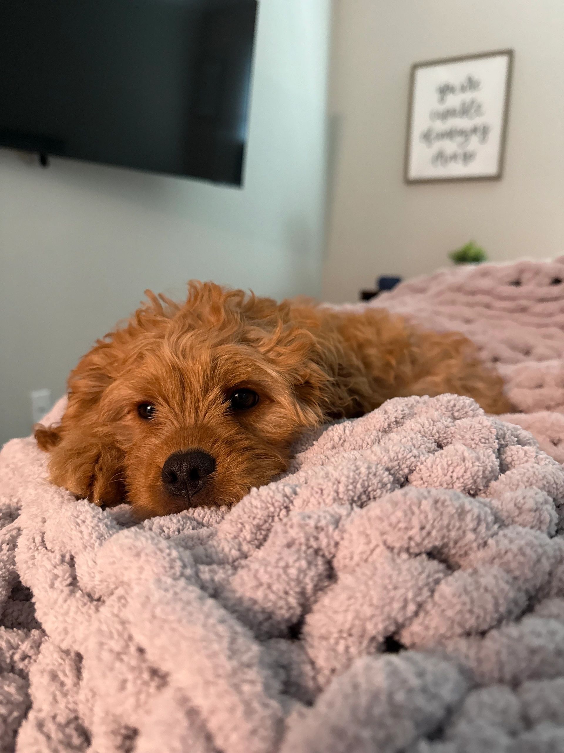 Yorkshire Terrier therapy dog