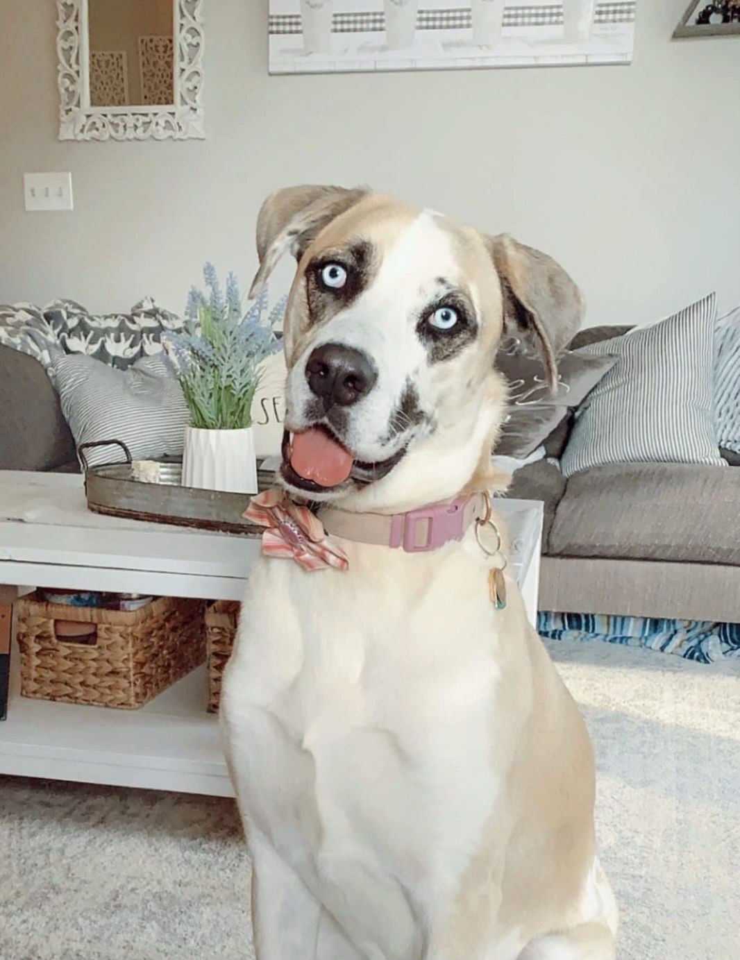 Therapy dog with blue eyes
