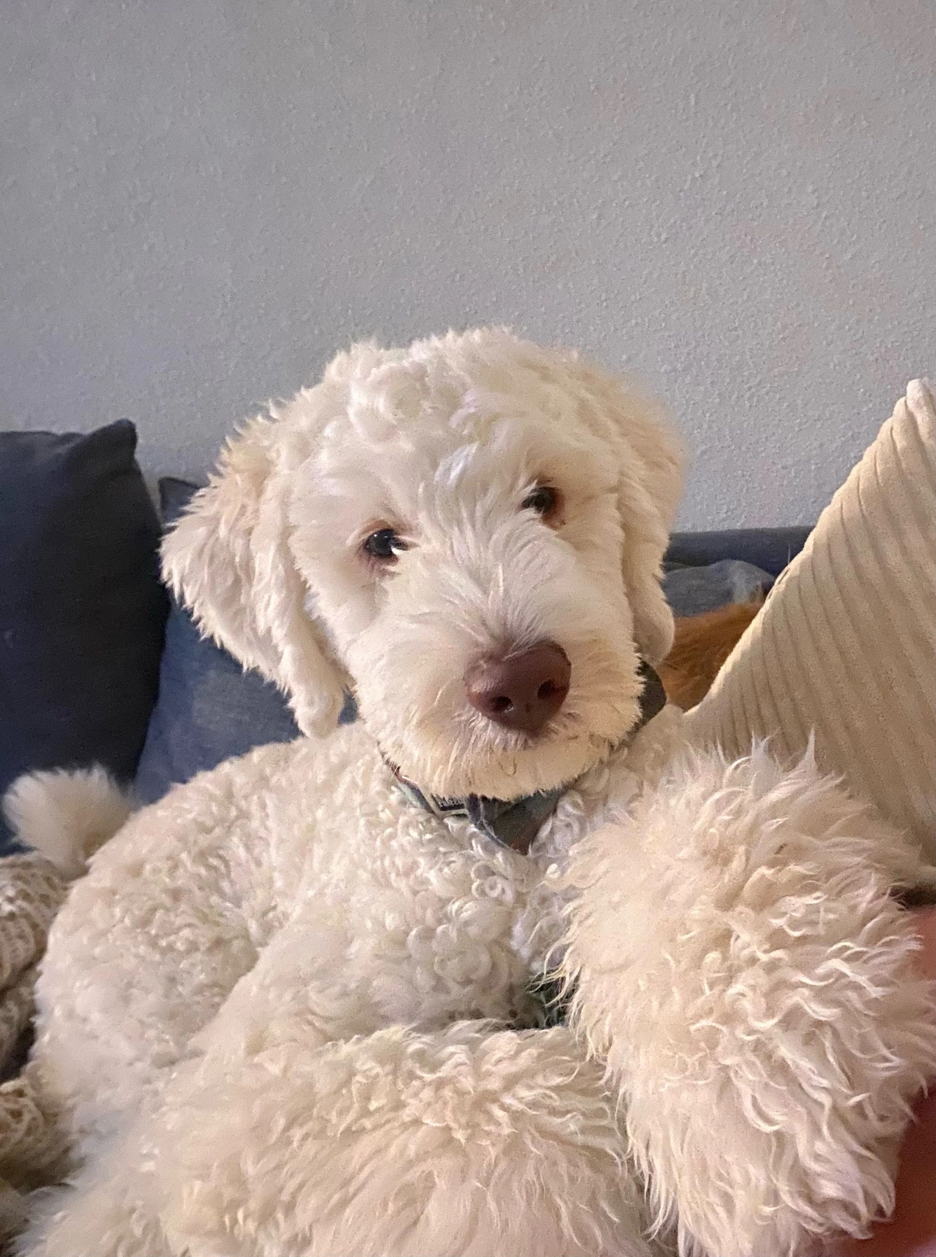 Goldendoodle therapy dog