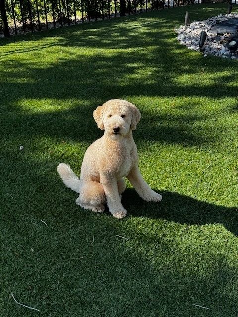 Goldendoodle therapy dog outdoors
