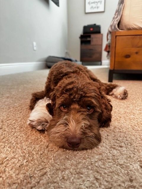 Labradoodle therapy dog
