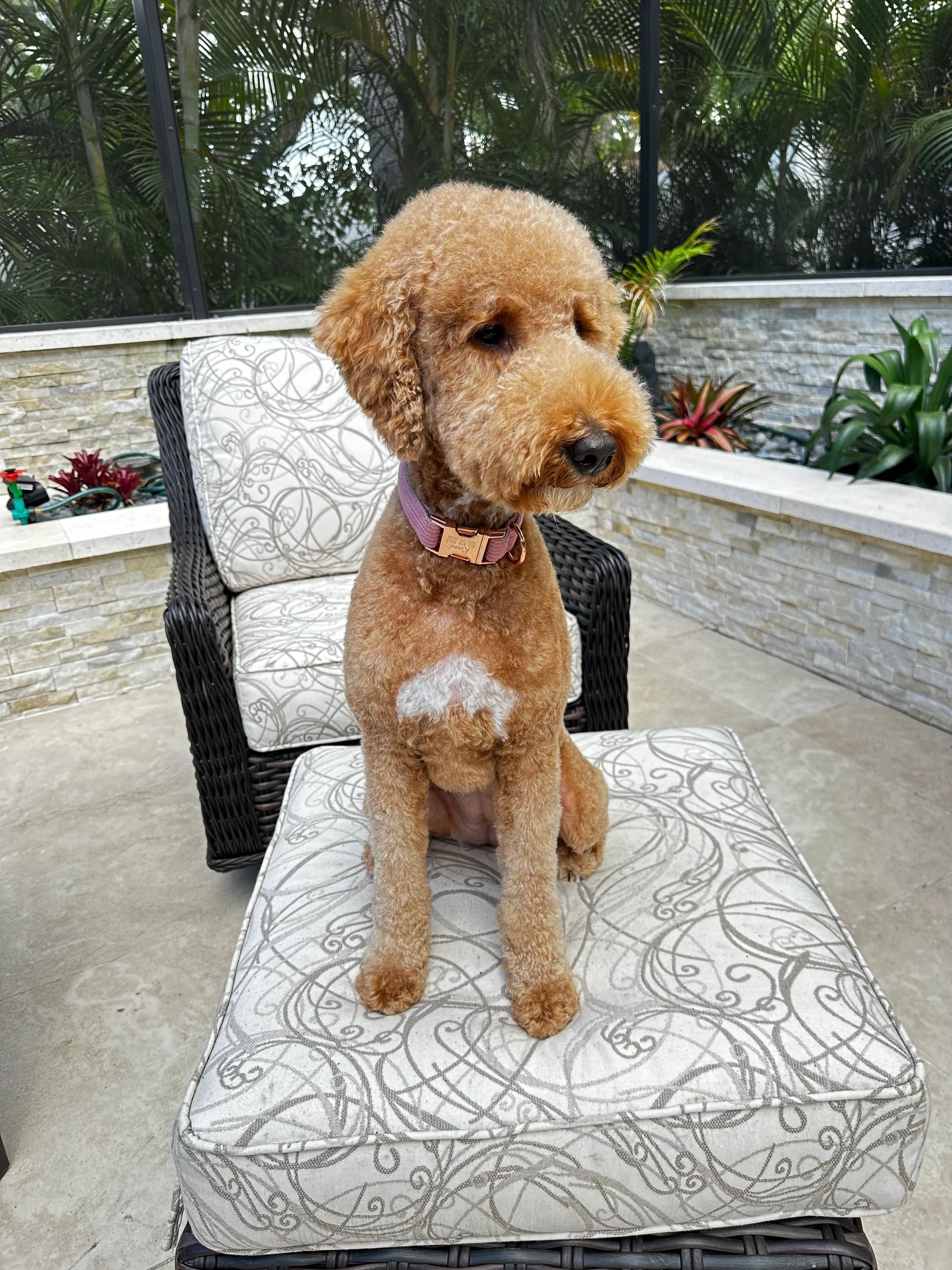 Poodle therapy dog portrait